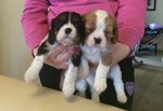 Cavalier Cavalier king Tricolor