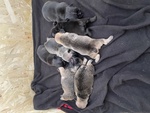 🐶 Bulldog Francese di 1 Settimana (cucciolo) in Vendita a Bagnolo san vito (mn) e in Tutta Italia da Privato