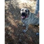 🐶 Cane Corso femmina in adozione a Roma (RM) e in tutta Italia da privato