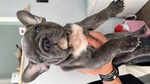 🐶 Bulldog Francese maschio di 2 mesi in vendita a Nettuno (RM) e in tutta Italia da privato