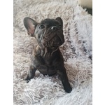 Cucciola Bouledogue Francese Pedigree