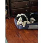 Mix Border Collie 3/4anni Buonissimo non lo Vogliono+! Urgente Milano