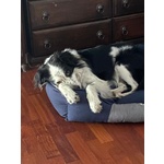 Mix Border Collie 3/4anni Buonissimo non lo Vogliono+! Urgente Milano - Foto n. 3