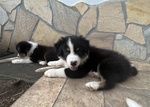 🐶 Border Collie maschio di 6 settimane (cucciolo) in vendita a Anzio (RM) da privato