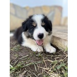 Cuccioli Border Collie - Foto n. 6