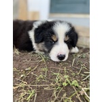 Cuccioli Border Collie - Foto n. 7