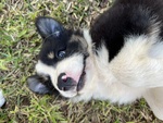 Cuccioli Border Collie - Foto n. 8