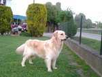 🐶 Golden Retriever maschio in accoppiamento a Tribano (PD) da privato