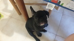 Maschietti Bulldog Francese