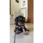 Cavalier king Black and tan Maschio con Pedigree - Foto n. 2