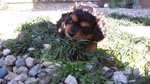 Cavalier king Black and tan Maschio con Pedigree - Foto n. 1