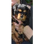 Cavalier king Black and tan Maschio con Pedigree - Foto n. 3