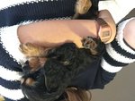 Cavalier king Black and tan Maschio con Pedigree - Foto n. 4