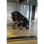 Cavalier king Black and tan Maschio con Pedigree - Foto n. 5