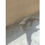 Whisky,nero,5anni,12kg Viveva sul Terrazzo/tetto Sotto il sole Della Sicilia!!salvato Serve Adozione - Foto n. 3