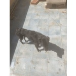 Whisky,nero,5anni,12kg Viveva sul Terrazzo/tetto Sotto il sole Della Sicilia!!salvato Serve Adozione - Foto n. 4