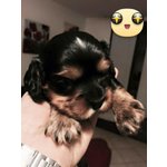 Cavalier king Black and tan Maschio con Pedigree - Foto n. 6