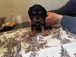 Cavalier king Black and tan Maschio con Pedigree - Foto n. 7