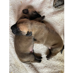 🐶 Alano maschio di 8 settimane (cucciolo) in vendita a Varallo Pombia (NO) da privato