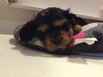 Cavalier king Black and tan Maschio con Pedigree - Foto n. 8