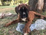 Cucciolo Vendita Cuccioli di Boxer da Privato - Foto n. 3