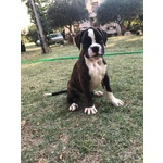 Cucciolo Vendita Cuccioli di Boxer da Privato