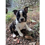 Boston Terrier Cuccioli