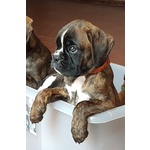 Cuccioli di Boxer