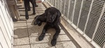 🐶 Labrador femmina di 3 mesi in vendita a Roma (RM) da privato