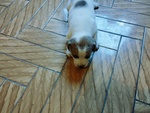 Cuccioli di jack Russel con Pedigree - Foto n. 2