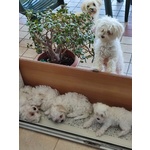 Cuccioli di puro Maltese - Foto n. 6