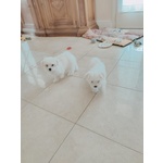 Cuccioli di puro Maltese - Foto n. 8