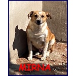 Mirna 3 anni tg Medio Piccola ha Bisogno di una Famiglia - Foto n. 1
