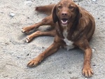 5anni Color Caramello Invisibile al Mondo Nessuno ha mai Chiamato X lui. Calabria