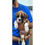 Cuccioli Boxer Allevamento