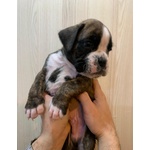 Cuccioli Boxer Allevamento - Foto n. 2