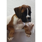 Cuccioli Boxer Allevamento - Foto n. 5