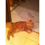 🐱 Maine Coon maschio di 11 anni e 2 mesi in accoppiamento a Firenze (FI) e in tutta Italia da privato