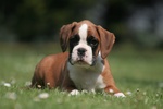 🐶 Boxer maschio di 5 settimane (cucciolo) in vendita a Bari (BA) e in tutta Italia da allevamento