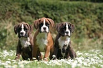 Cuccioli di Boxer da Allevamento in Puglia - Foto n. 2