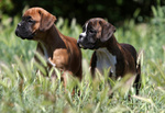 Cuccioli di Boxer da Allevamento in Puglia - Foto n. 3