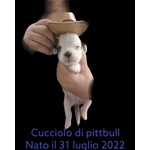 🐶 Pitbull femmina di 8 settimane (cucciolo) in vendita a Bagnolo del Salento (LE) e in tutta Italia da privato