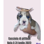 Cuccioli di Razza Pittbull - Foto n. 2