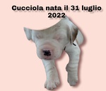 Cuccioli di Razza Pittbull - Foto n. 3