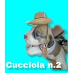 Cuccioli di Razza Pittbull - Foto n. 5