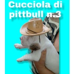 Cuccioli di Razza Pittbull - Foto n. 6