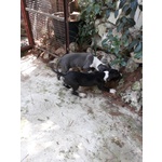 Cuccioli di Amstaff blu e Bianco e Nero - Foto n. 1