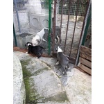 Cuccioli di Amstaff blu e Bianco e Nero - Foto n. 3