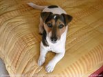 Jack Russell Pedigree Roi