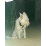 Molly 4anni Viveva in casa .l han Legata in Campagna!urgente Aiuto con Stallo o Adozione! Sassari